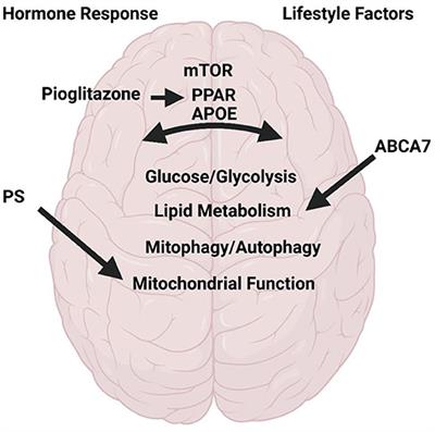 Editorial: Metabolism in Alzheimer's Disease